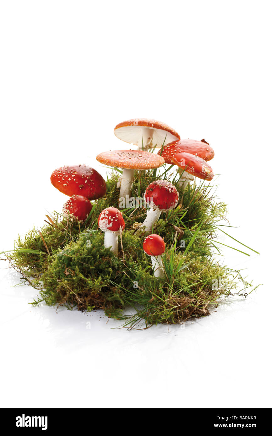Fly agaric mushrooms (Amanita muscaria) in patch of moss Stock Photo