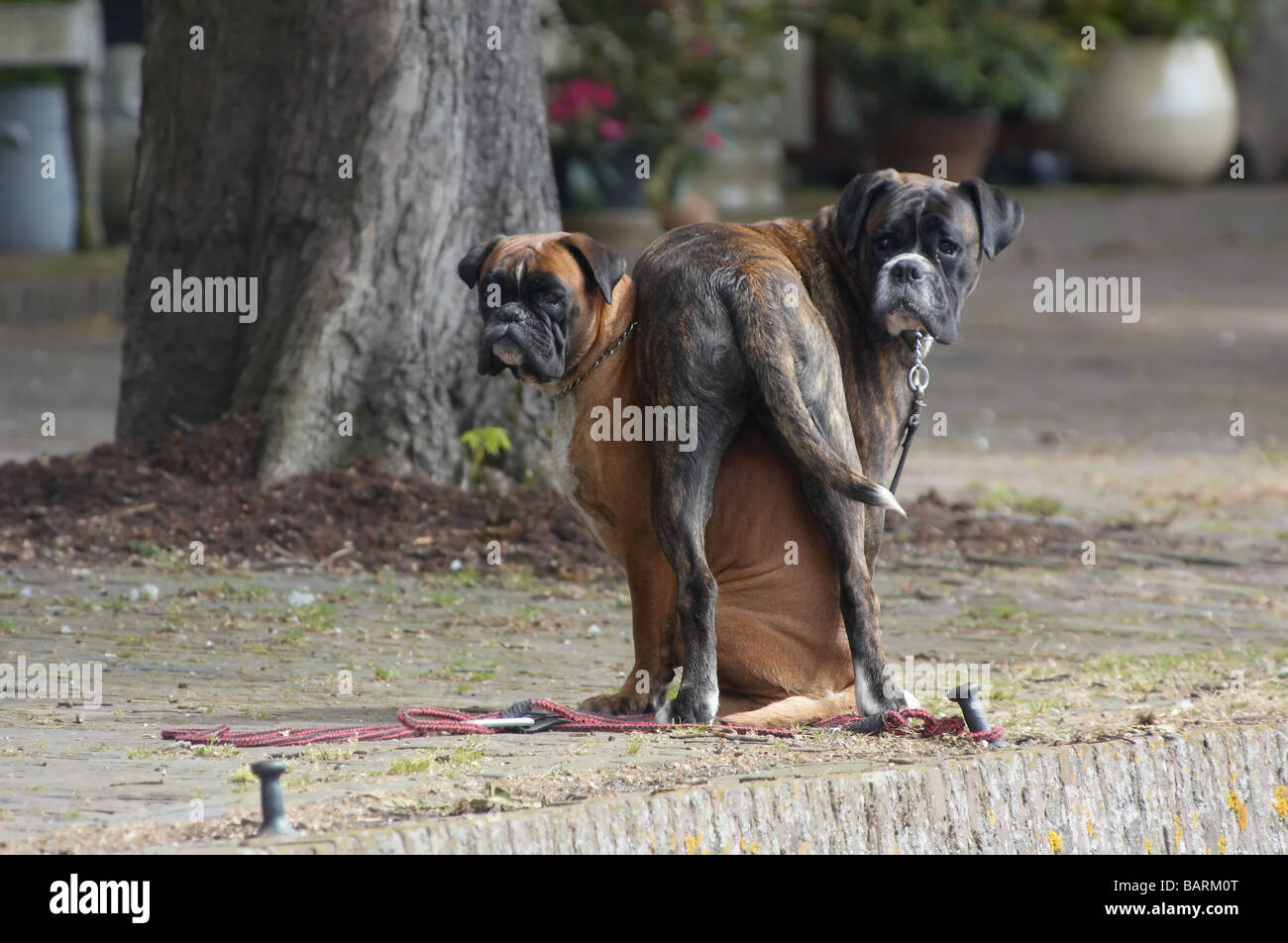 Two boxer dogs in a funny position Stock Photo Alamy