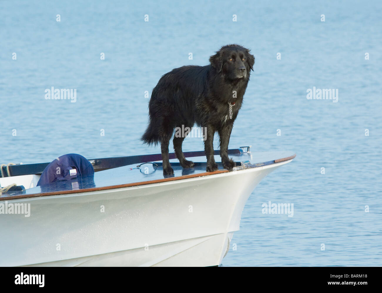 A dog on the front of a boat Stock Photo