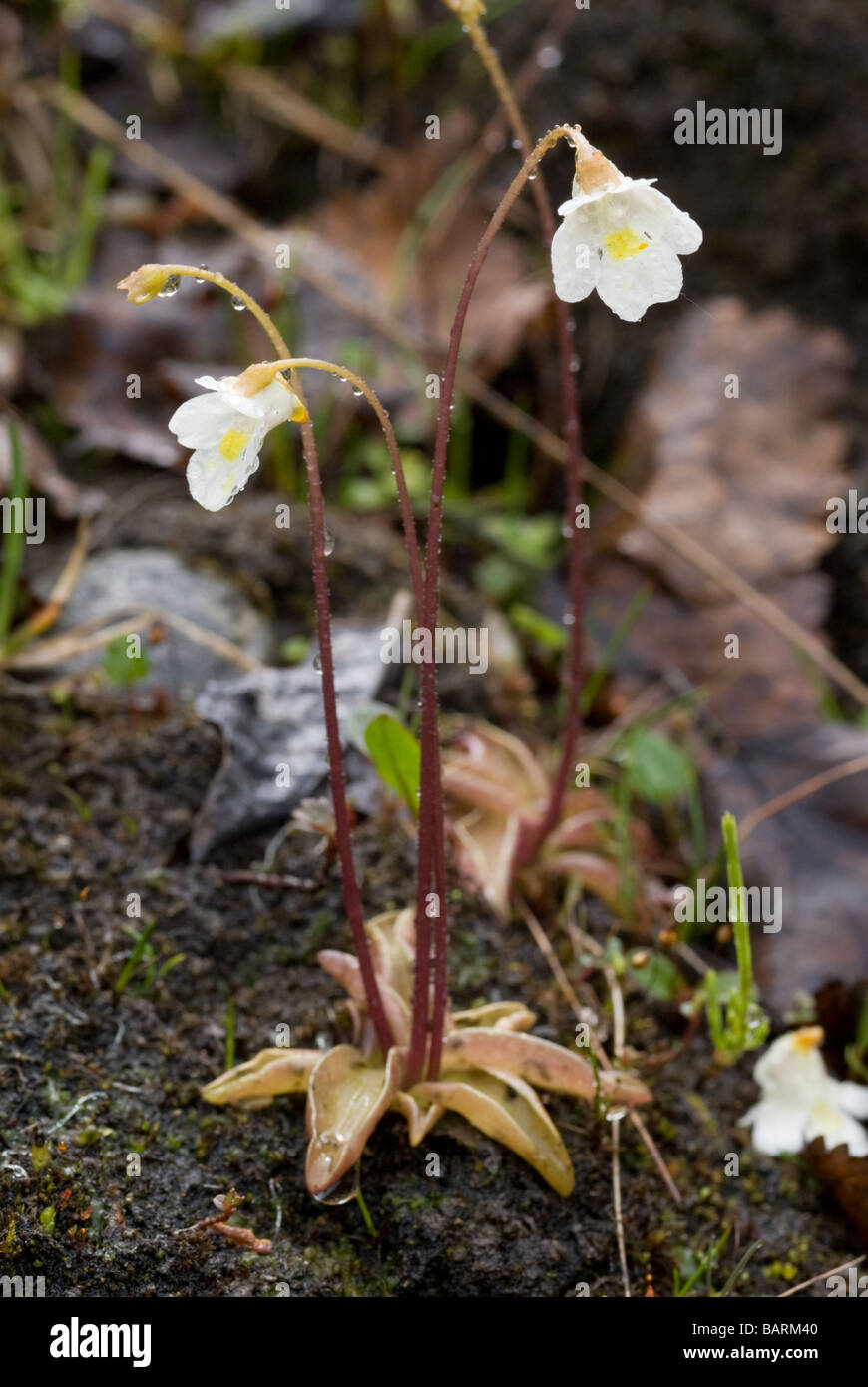 Alpine butterwort (Pinguicula alpina - Lentibulariaceae) Abisko, Norrbottens Län, Sweden, Europe Stock Photo
