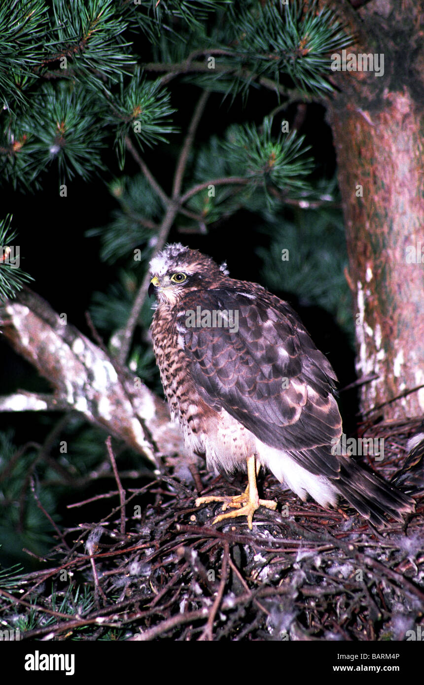 Birds;Hawks;Sparrowhawk;'Accipiter nisus'; One almost fledged youngster standing on the nest in a conifer tree. Stock Photo