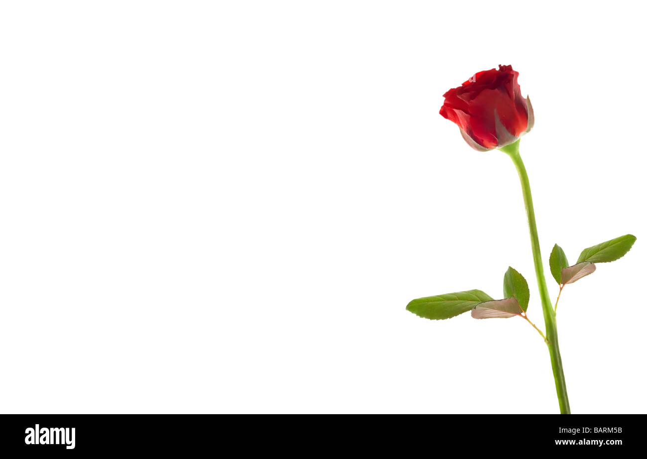 beautiful red rose isolated on a white background Stock Photo - Alamy