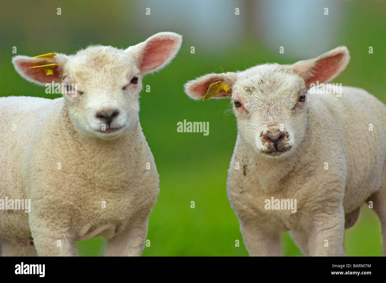 cute lambs in spring The Netherlands Stock Photo - Alamy