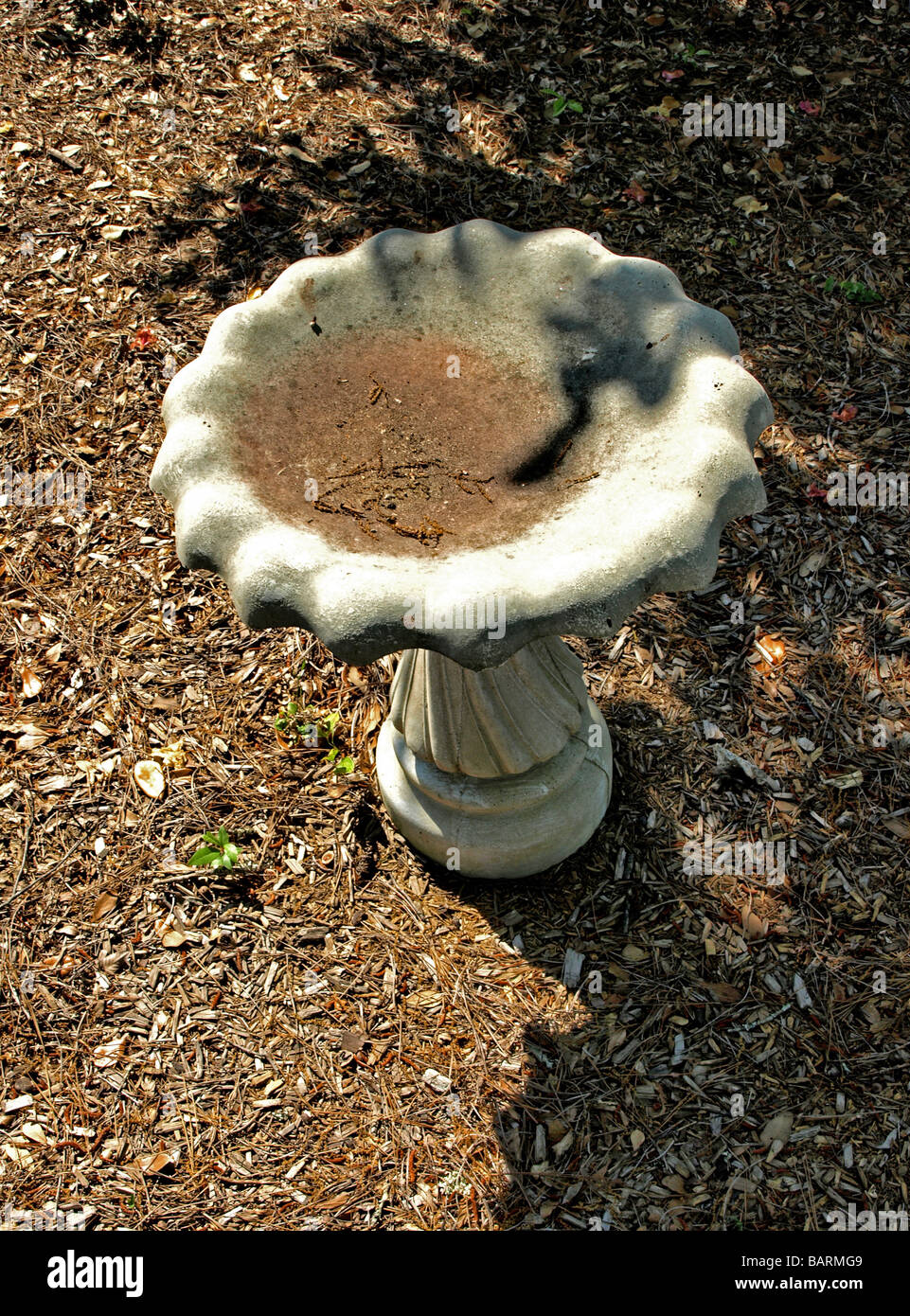 bird bath bowl on pedastal of stone with shadows and pine yard sculpted birdbath Stock Photo