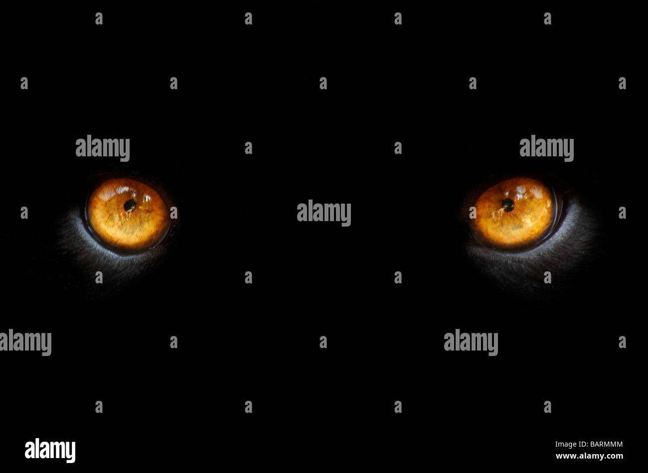 Black panther in zoo in hires stock photography and images Alamy