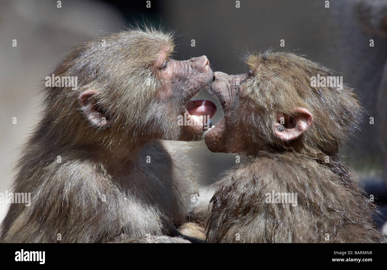 Monkey kiss hi-res stock photography and images - Alamy