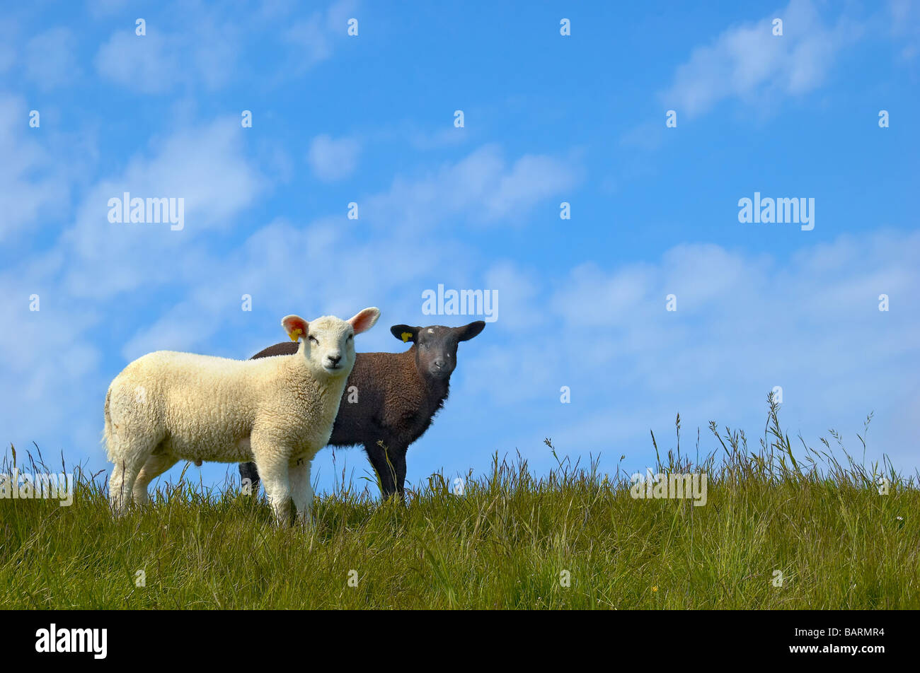 Black and white lamb on a dike in The Netherlands Stock Photo