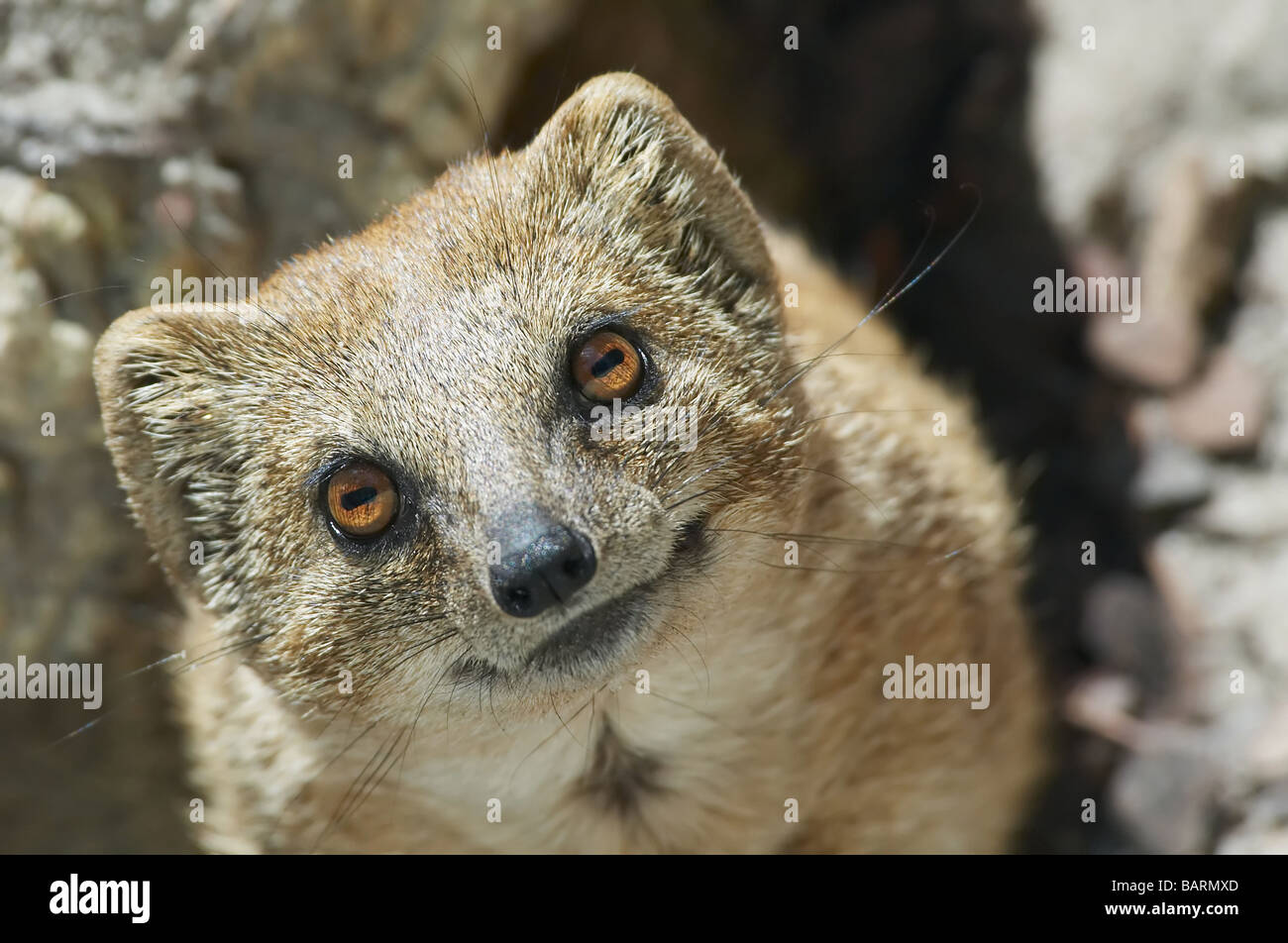 Cute Yellow Mongoose Cynictis Penicillata Stock Photo Alamy