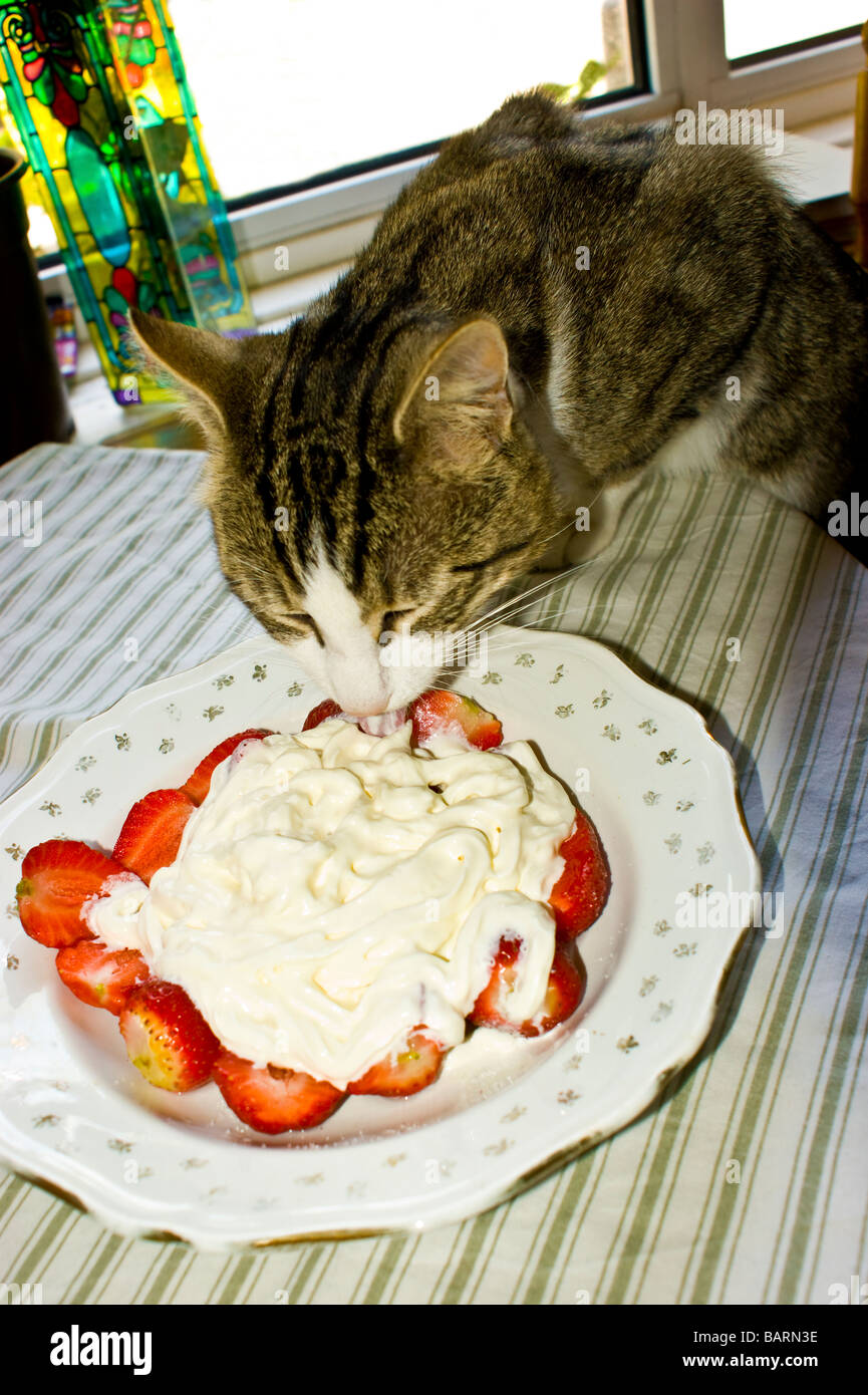 Strawberries And Cream High Resolution Stock Photography and Images Alamy