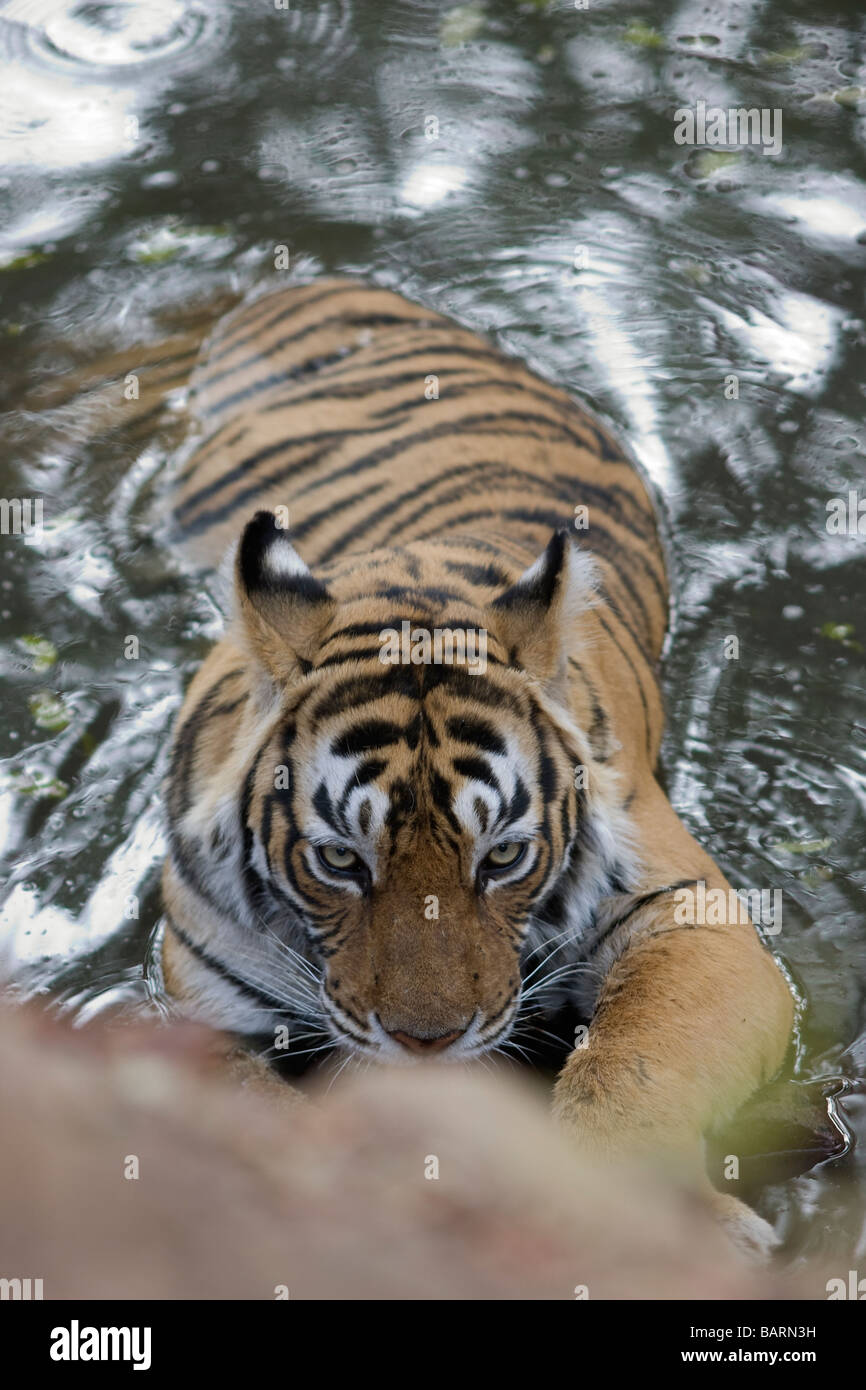 A close up of Bengal Tigress machali cooling at Ranthambore Tiger ...