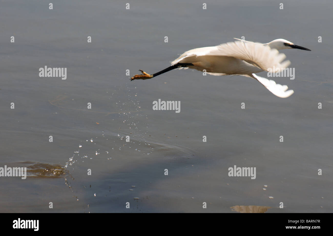 Birds;Egrets;Little Egret;'Egretta garzetta';Adult flying from water. Stock Photo