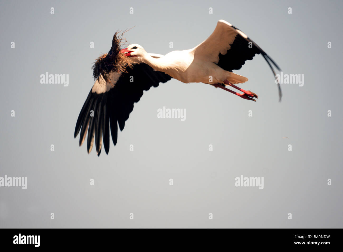 Birds;Storks;White Stork;'Ciconia ciconia' Adult in flight with nesting material. Stock Photo