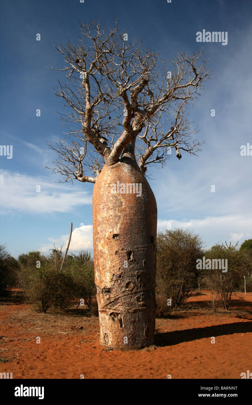 Swollen Trunk Of Baobab Tree At The Spiny Forest, Ifaty, Madagascar Stock Photo