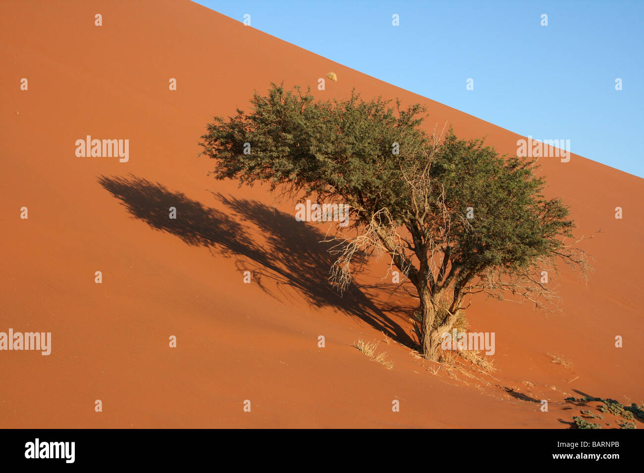 Camel Thorn Tree Acacia erioloba Set Against The Backdrop of Dune 45, Sossusvlei, Namibia, Africa Stock Photo