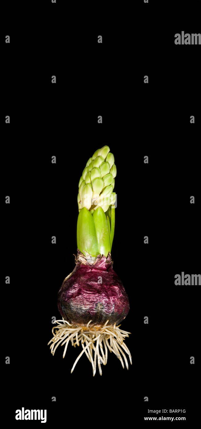 A Hyacinth plant bulb (Hyacinthus orientalis) showing the roots in the mid development stage against a black background. Stock Photo