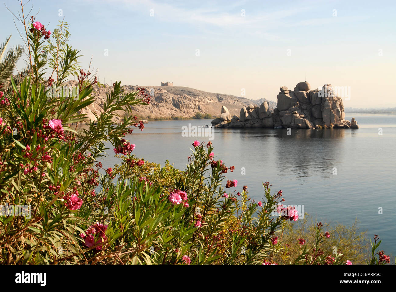 Flowers on Agilika Island (near Philae temple), Aswan, River Nile, Egypt Stock Photo