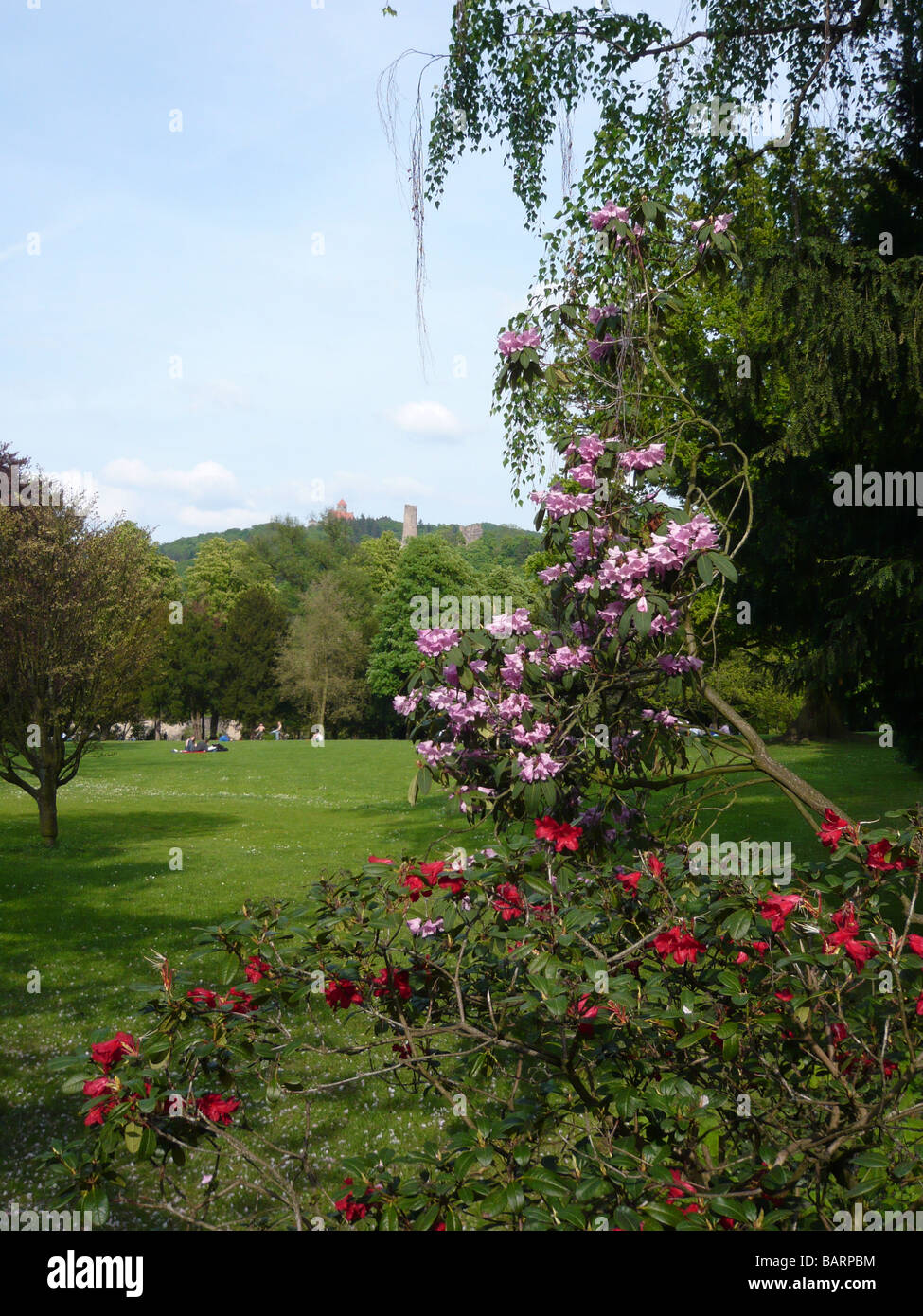 Schlosspark Weinheim with trees flowering and the castles Windeck and Wachenburg in the back. Stock Photo