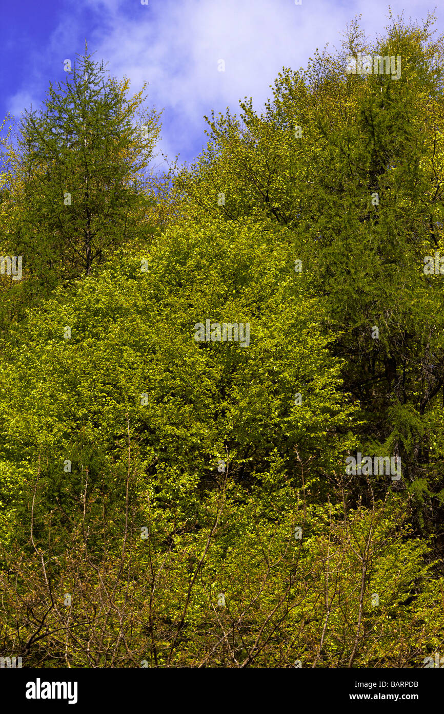 Late spring colours at Hamsterley Forest Stock Photo