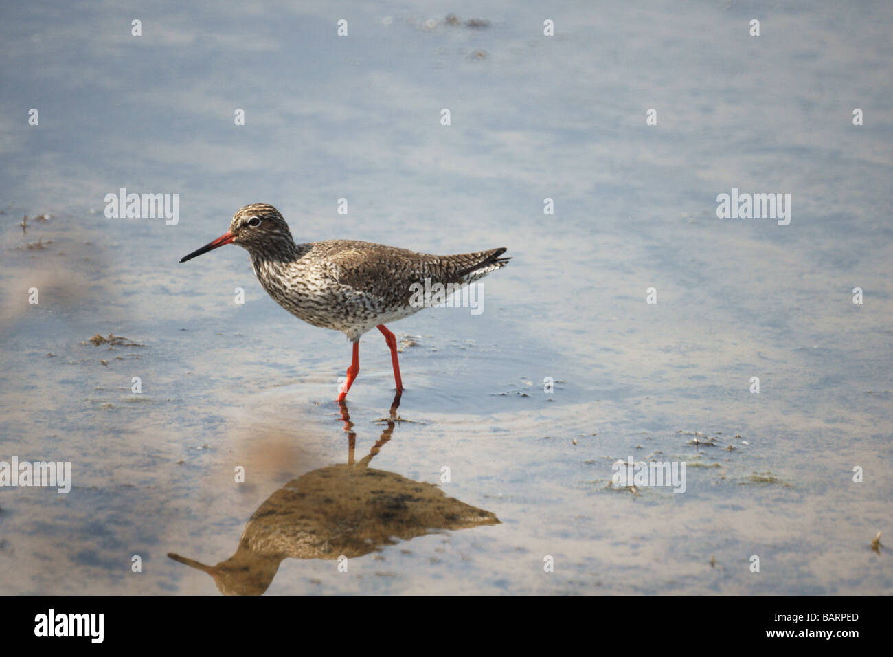 Birds;Waders;Redshank;'Tringa totanus'; Adult in shallow water. Stock Photo