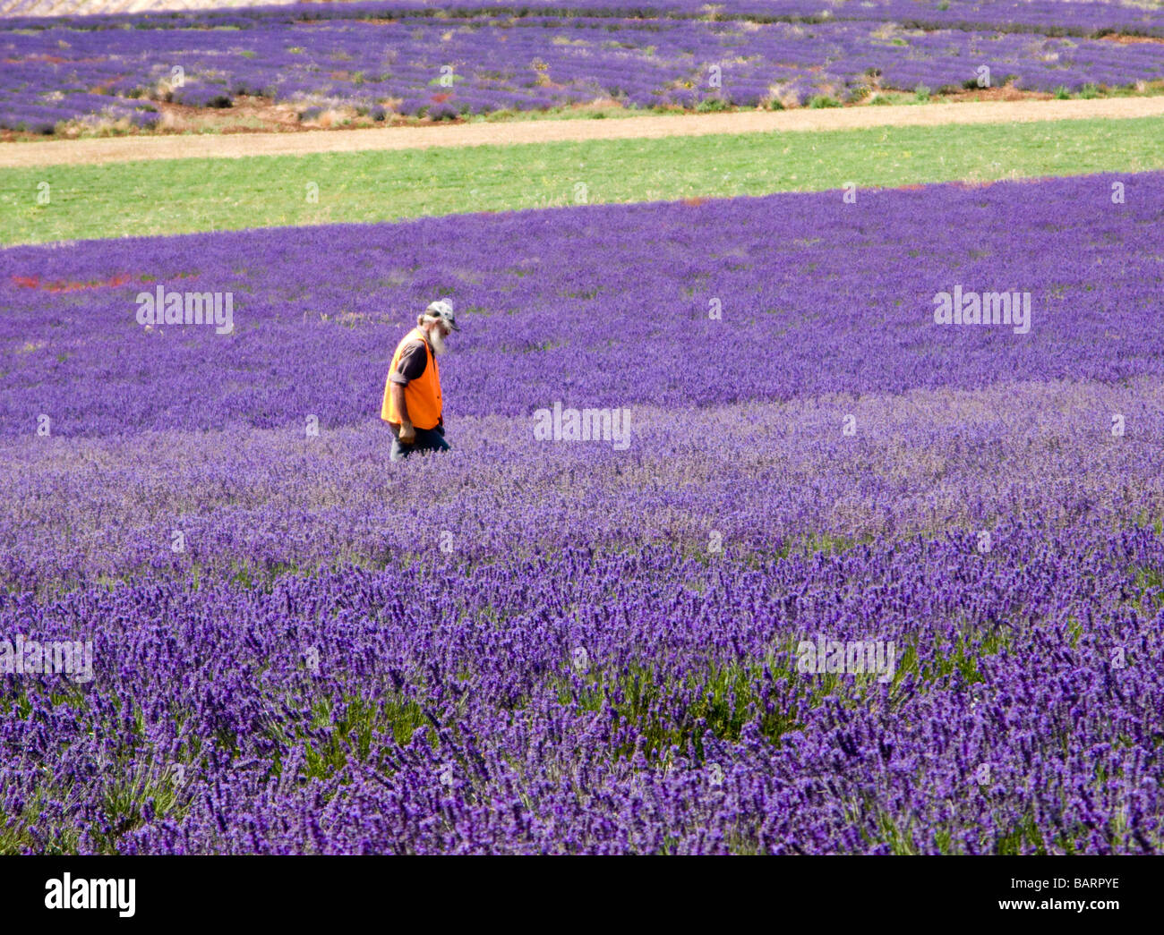 Person working at Bridestowe Estate Lavender Farm Tasmania Stock Photo
