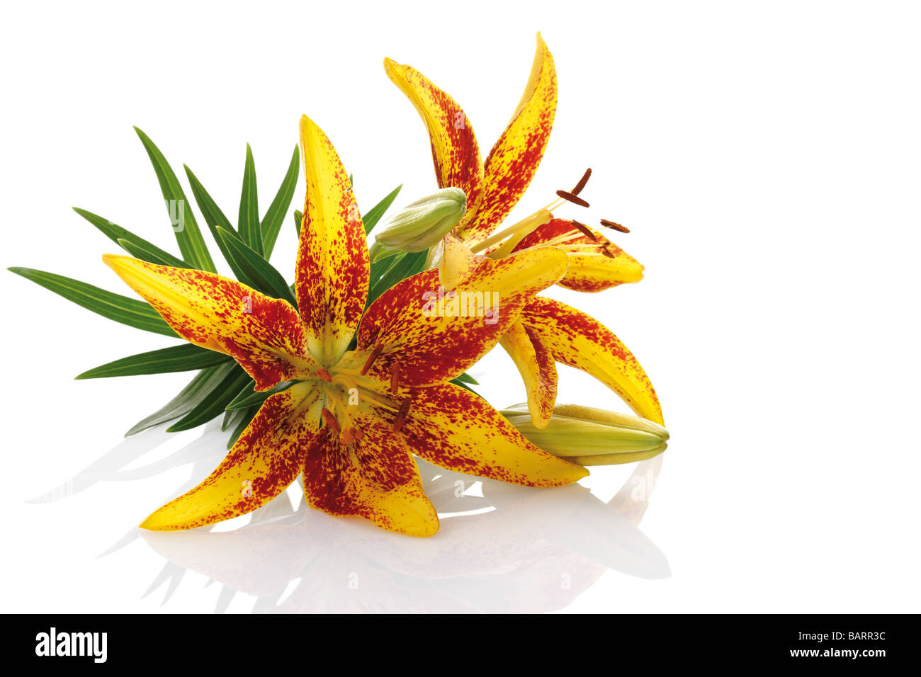 Tiger lily bloom (Lilium tigrinum Stock Photo Alamy