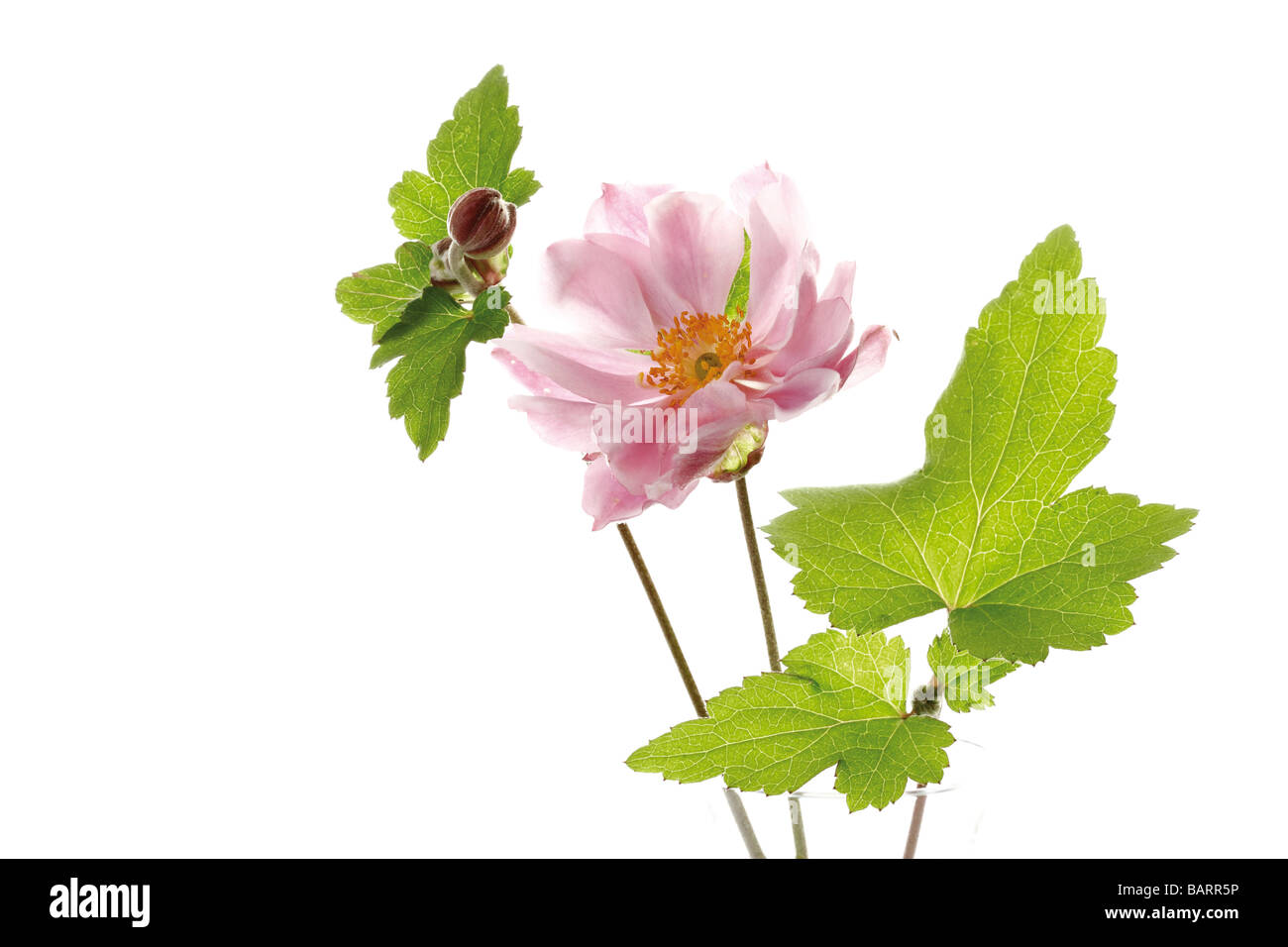 Blossom of fall anemone (Anemone japonica Stock Photo