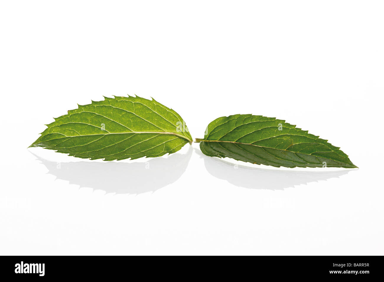 Mint leaves (Mentha x piperita) Stock Photo