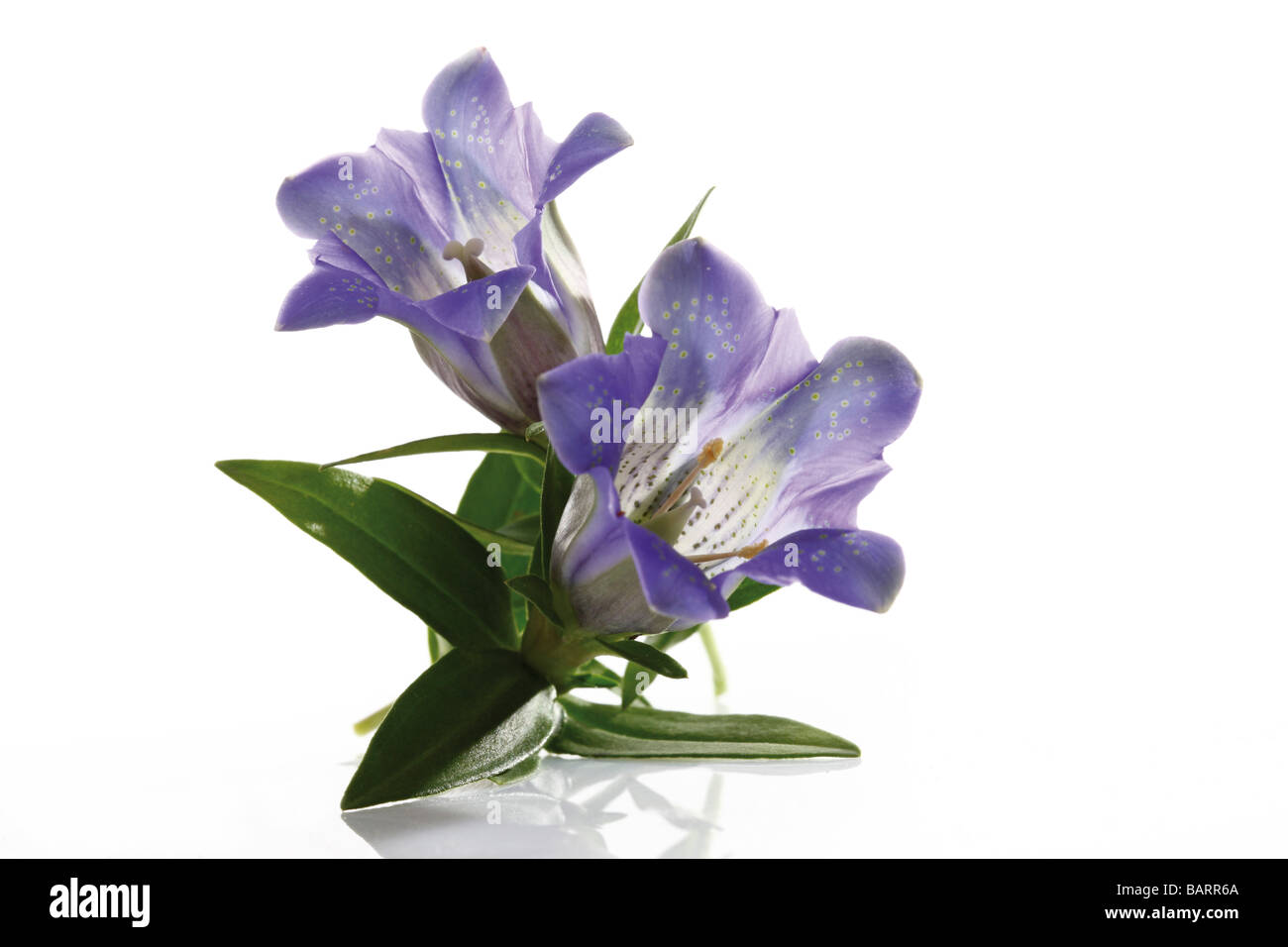 Blue gentian flowers (Gentiana) close-up Stock Photo