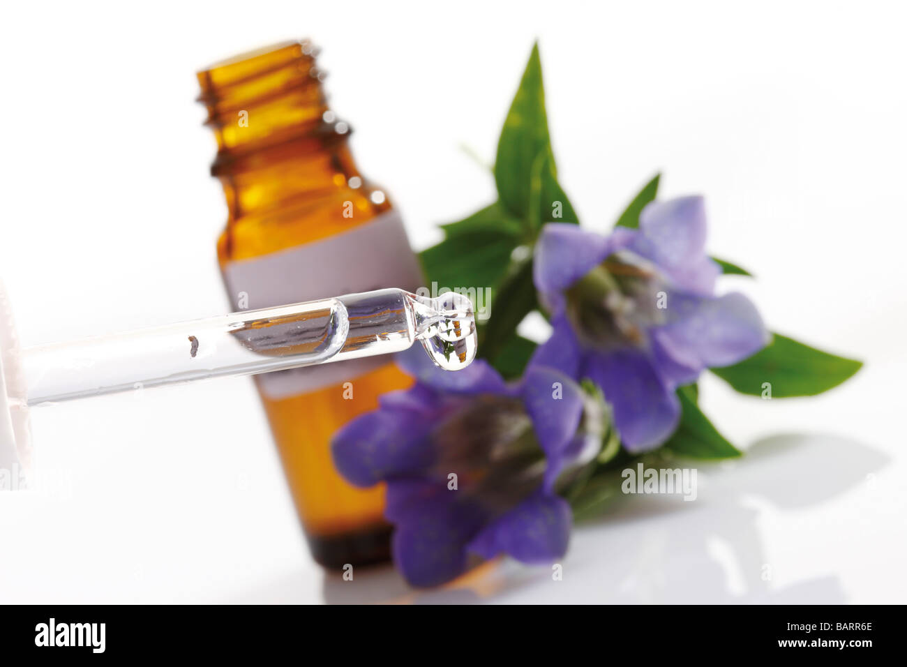 Bottle with Bach Flower Stock Remedy, Gentian (Gentiana Stock Photo Alamy
