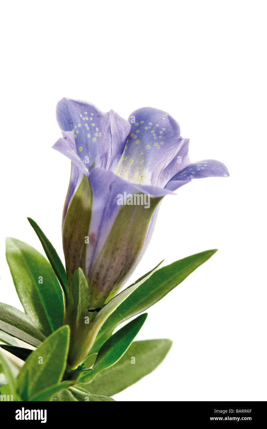 Blue gentian flower (Gentiana) closeup Stock Photo Alamy