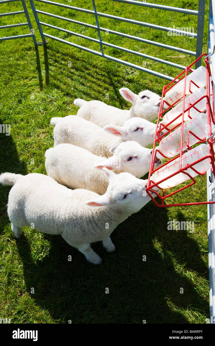 Four cute little lambs being bottle fed Stock Photo