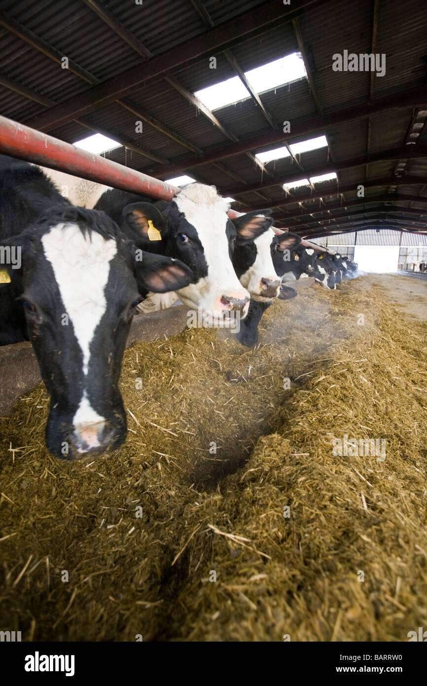 Cows eating silage on a dairy farm UK England Stock Photo - Alamy