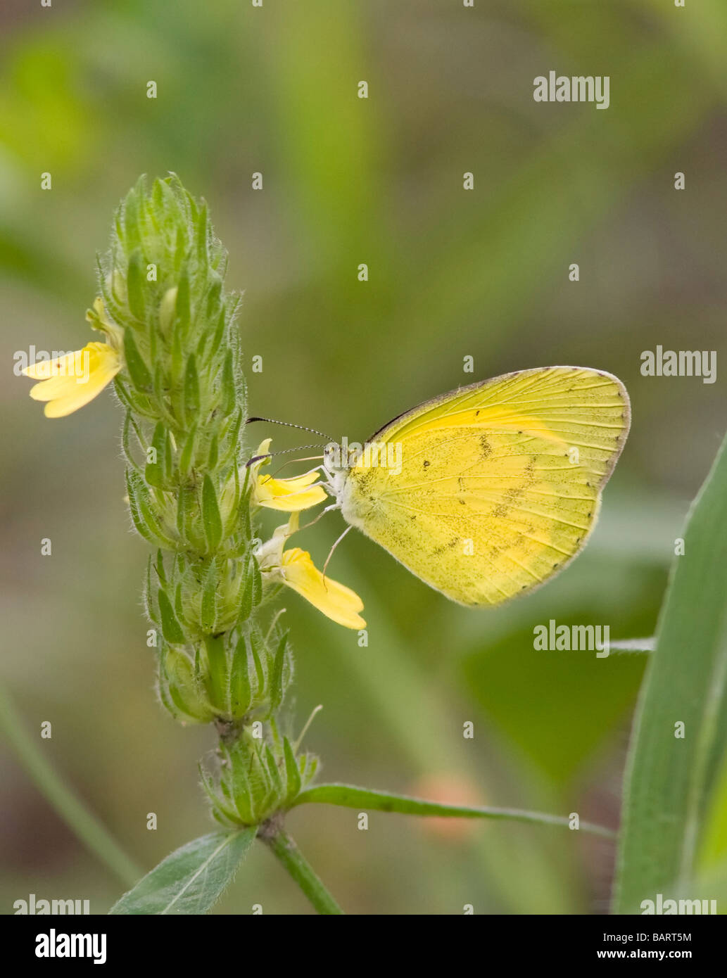 Common Grass Yellow (Eurema hecabe) Butterfly eating Nectar from a flower. South Africa Stock