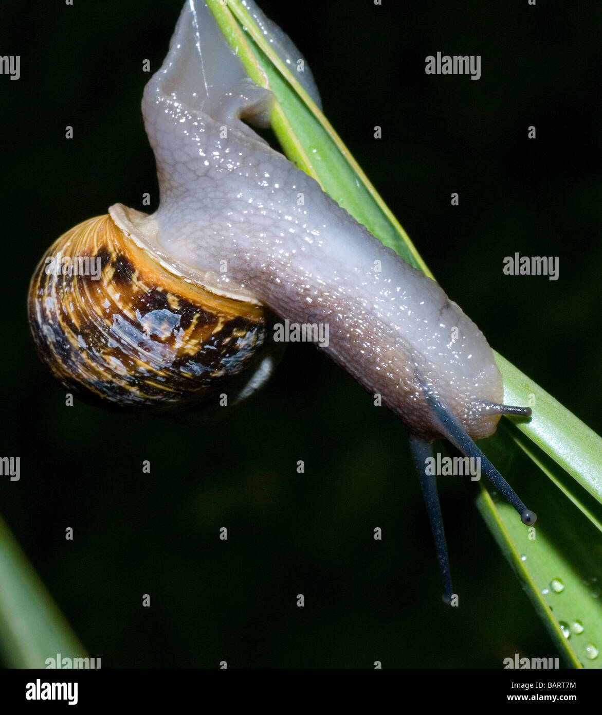 Garden snail on Yucca plant Stock Photo