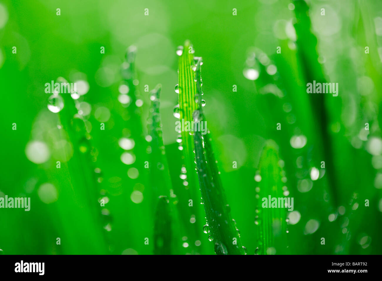 Water drops on grass close up Stock Photo - Alamy