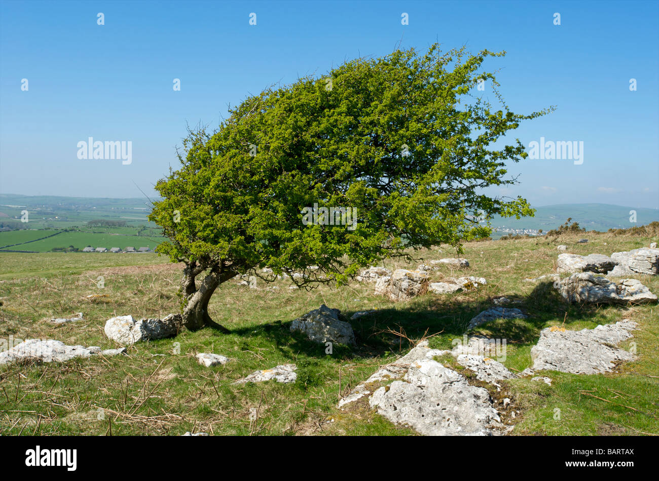 A close up of a tree shaped by the wind in the Lake District Cumbria UK Stock Photo