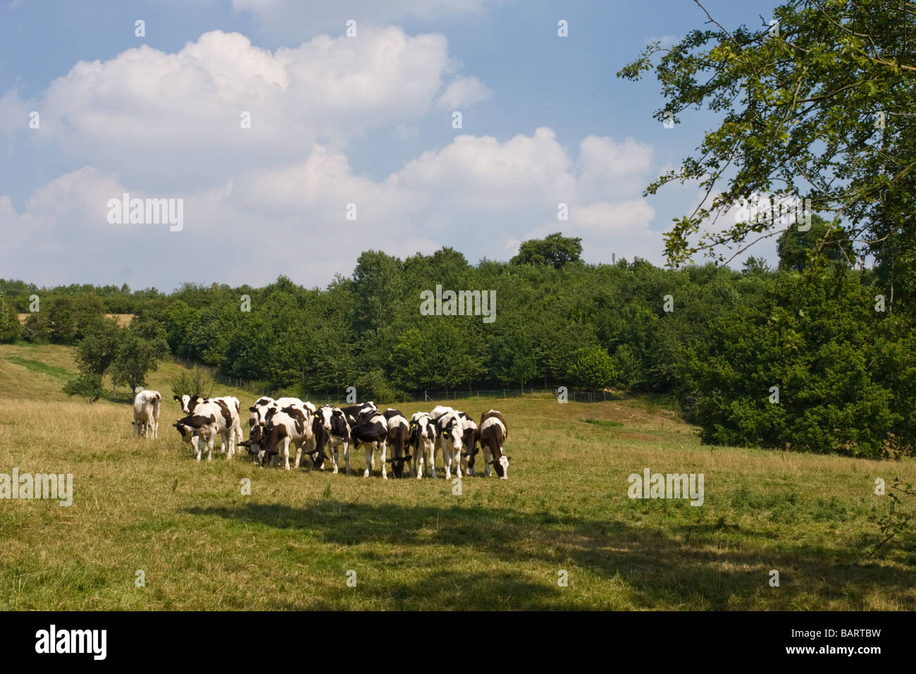 Cows in field trees hi-res stock photography and images - Alamy