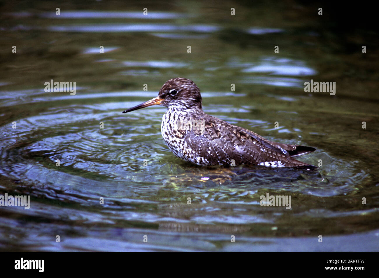 Birds;Waders;Redshank;'Tringa totanus';Adult bathing. Stock Photo