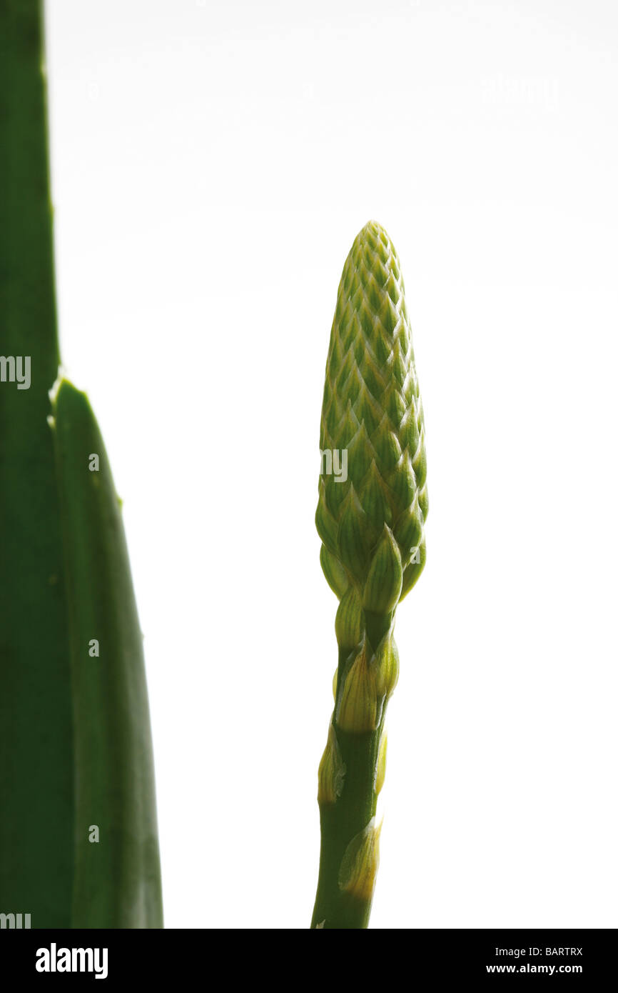 reine aloe vera Bio Aloe Vera Gel | Reines Aloe Vera gel main image 1