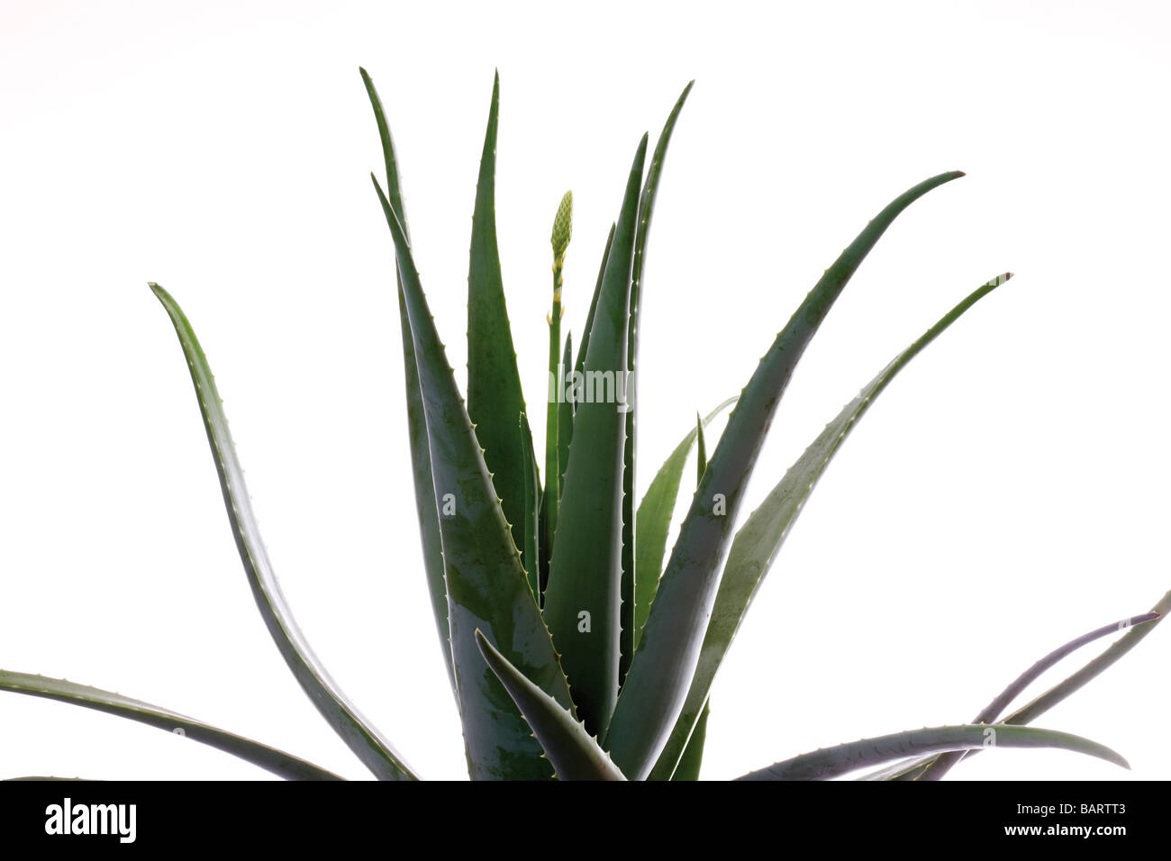 aloe vera body creme COMPLETE - Face & Body Cream  ALOEmoist Organics