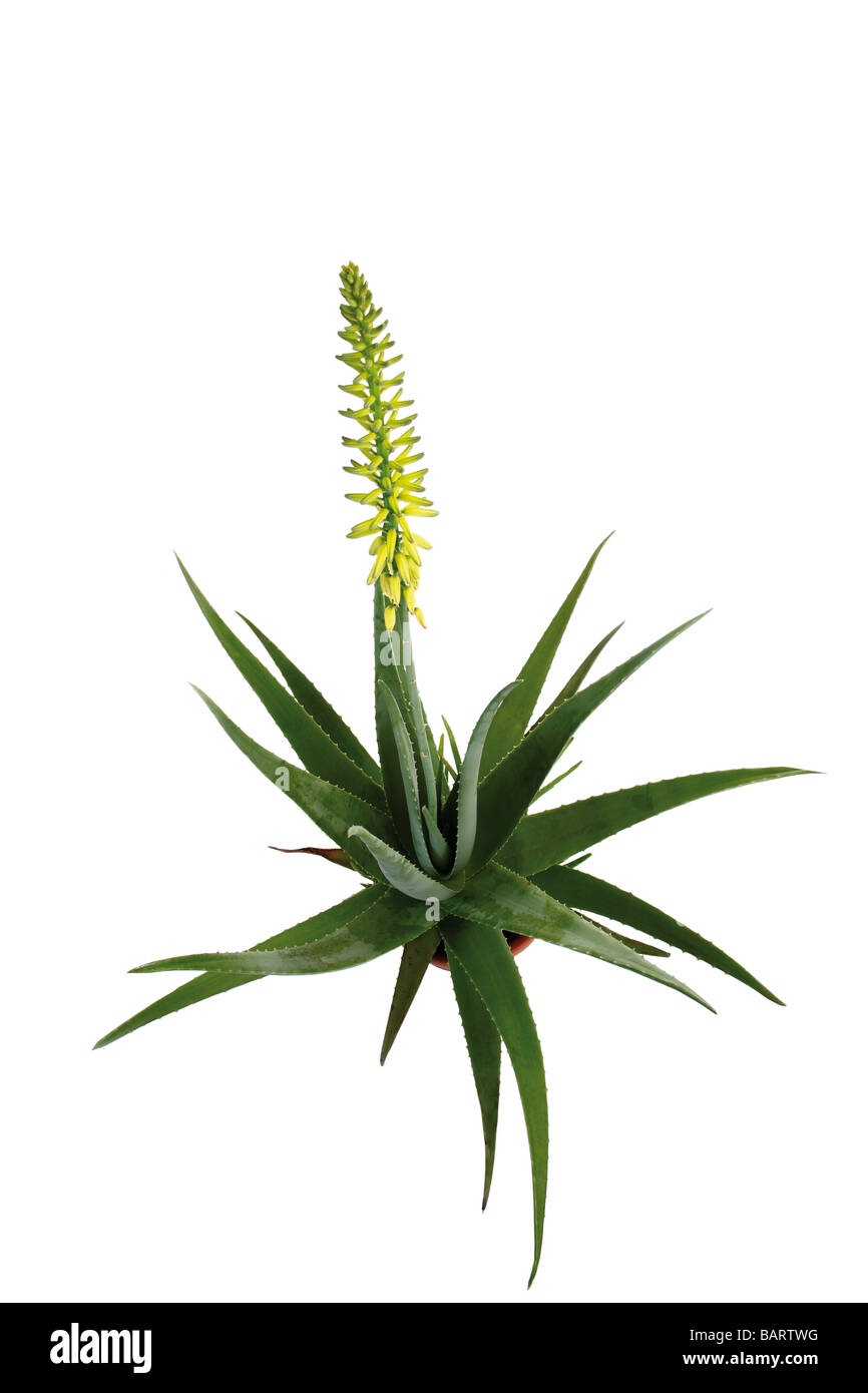 Flowering Aloe vera plant Stock Photo
