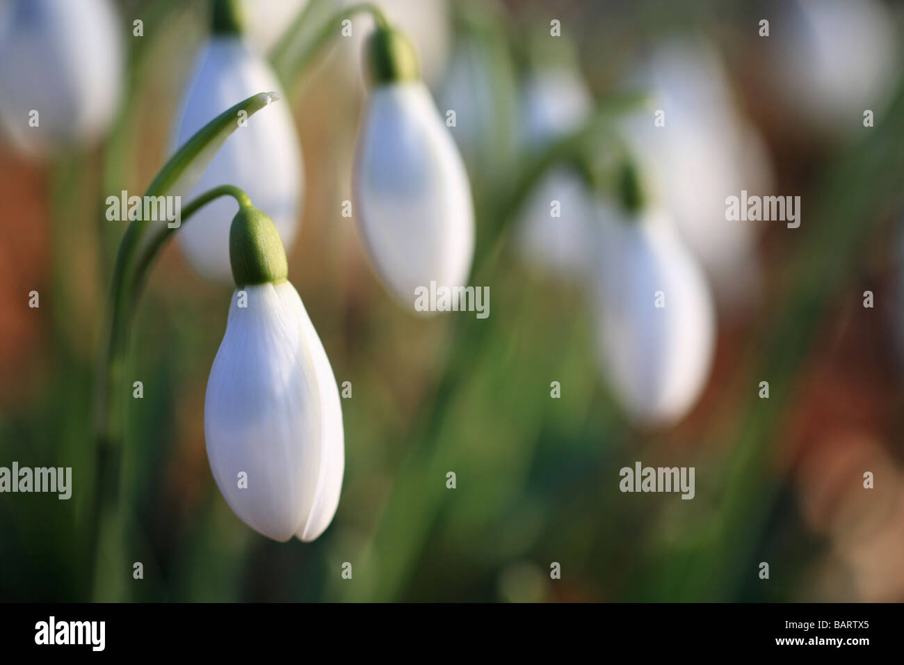 'Snowdrops' in the spring sunlight Stock Photo