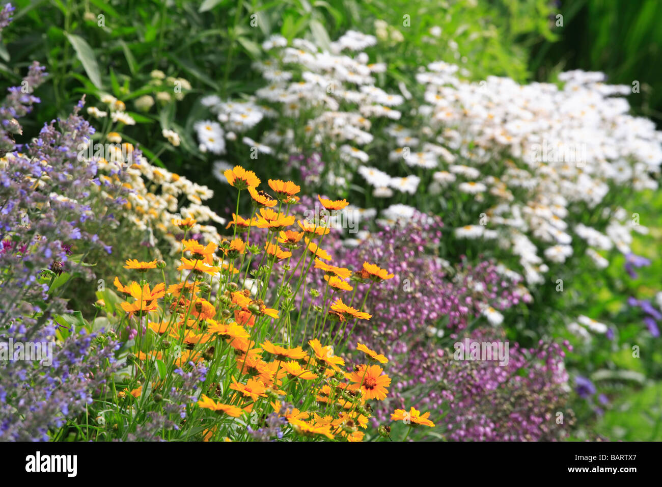 Summer 'flower border' white orange purple and blue flowers Stock Photo