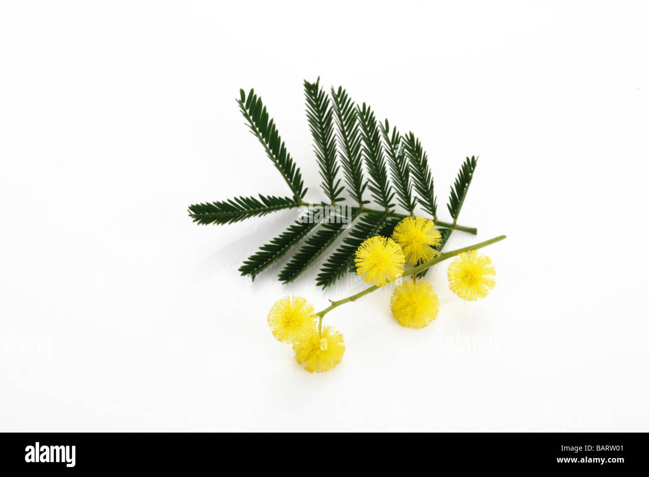 Mimosa Bunch ((Mimosa Gaulois Astier), elevated view Stock Photo