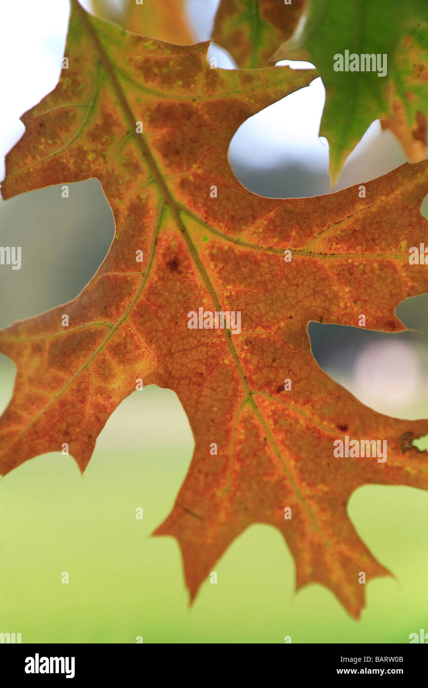'Oak Leaf' in 'autumn' Stock Photo