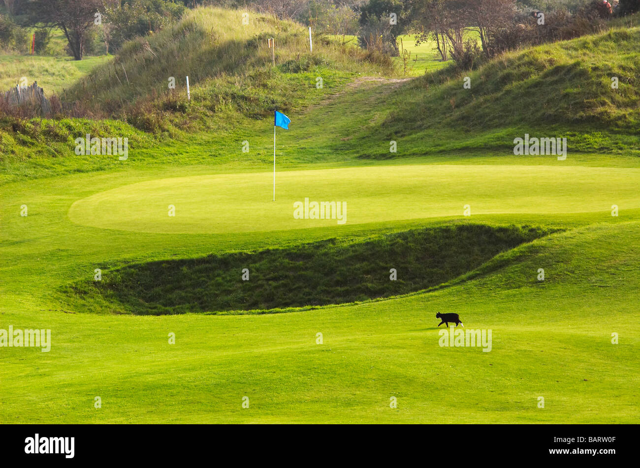 golf course landscape with cat walking on the green Stock Photo - Alamy