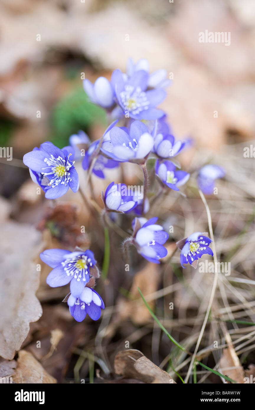 Liverleaf (Hepatica nobilis), Sweden Stock Photo