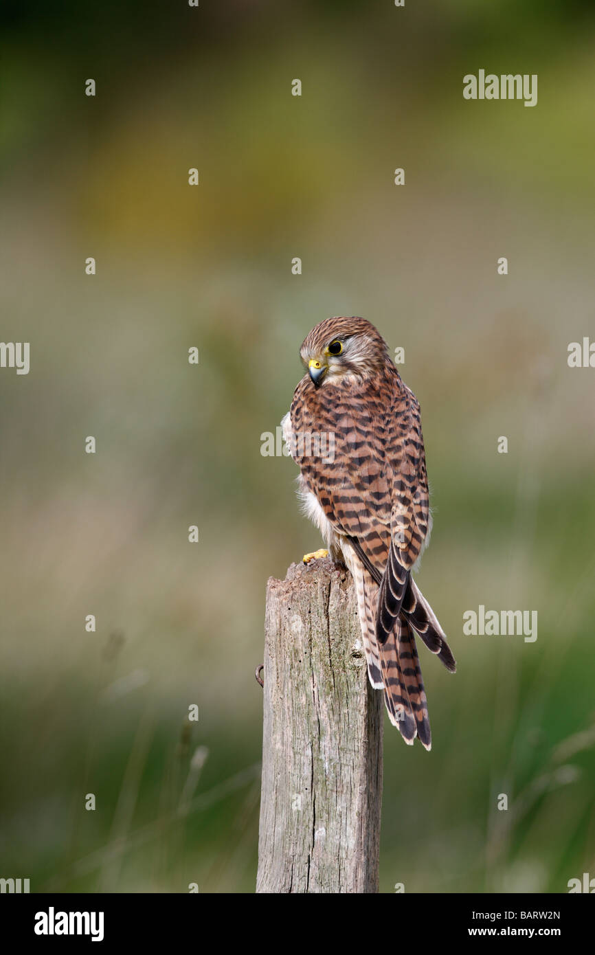 Kestrel Falco tinnunculus with Mouse Stock Photo