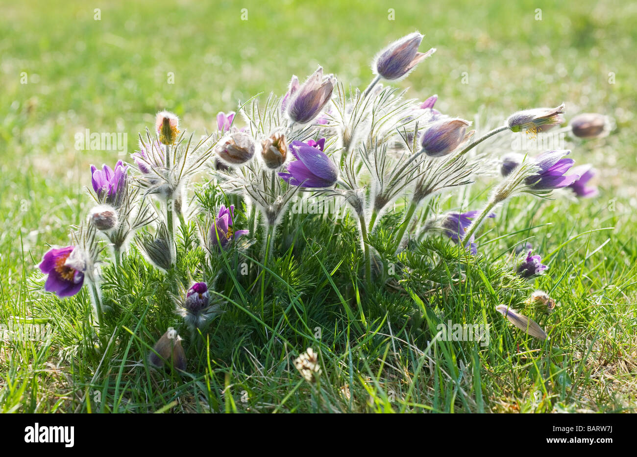 pasqueflowers (pulsatilla vulgaris), Sweden Stock Photo