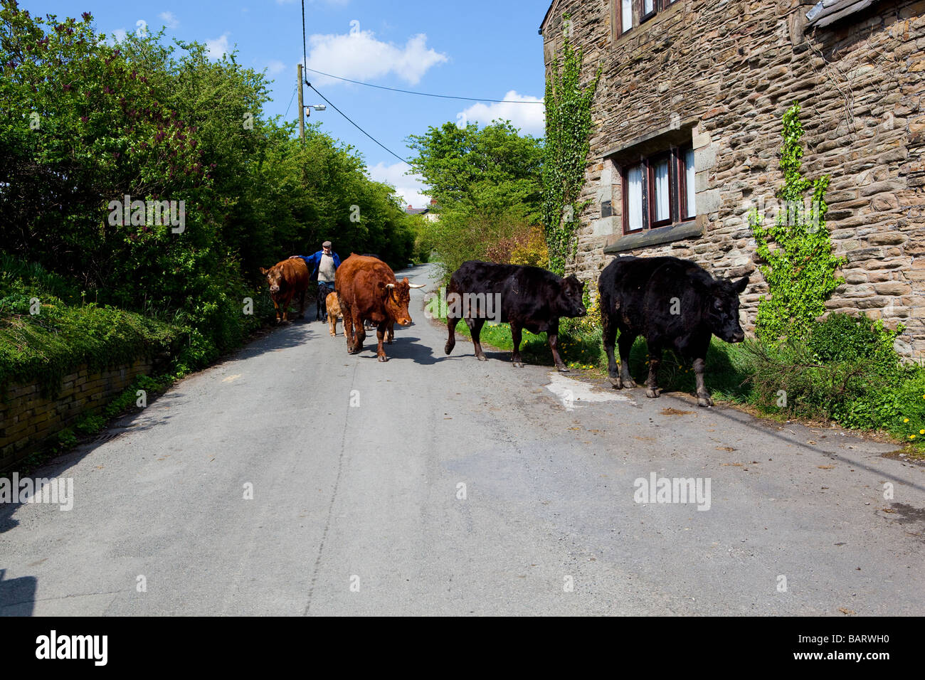 farmer & cows Stock Photo Alamy